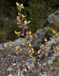 Image: K.A. Ford © Landcare Research 2015 